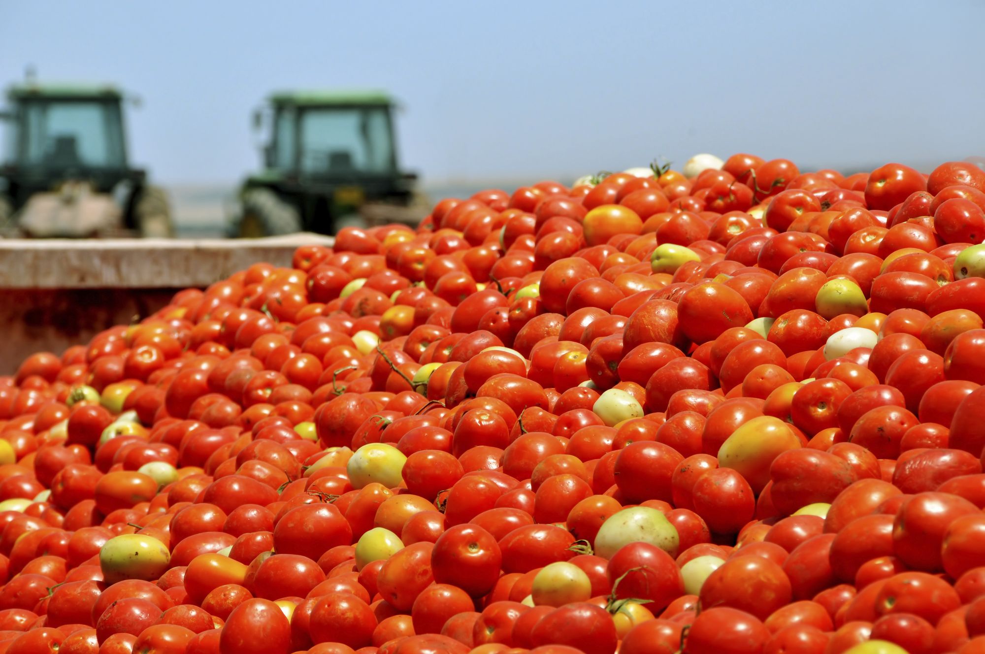 Tomatoes are one of Americans Top Favorite Vegetable